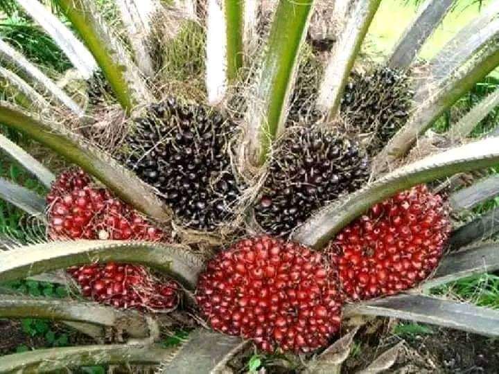 Hybrid Palm Tree (Dwarf), Food and Agriculture