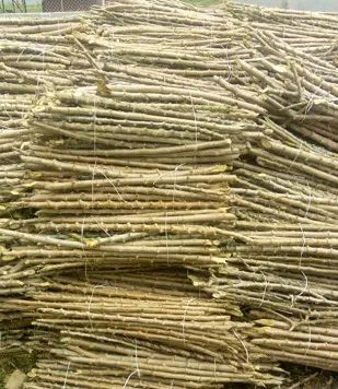 Hybrid Cassava Stem, Food and Agriculture