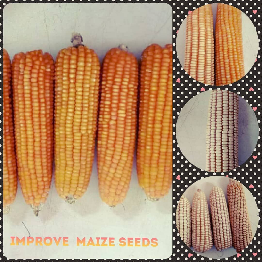 Hybrid Maize Seeds, Food and Agriculture