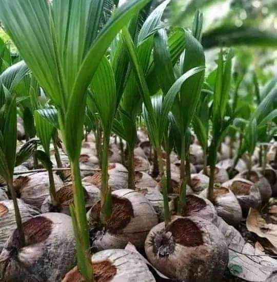 Brazilian Hybrid Dwarf Coconut, Akinyele, Oyo, Food and Agriculture