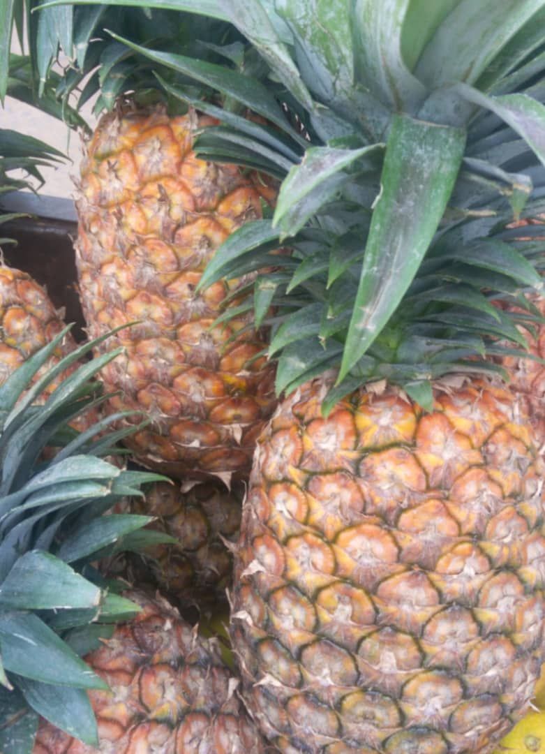 Hybrid Pineapple Suckers, Akinyele, Oyo, Food and Agriculture