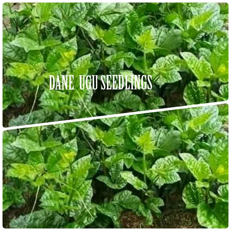 Hybrid Ugu Seedlings, Food and Agriculture