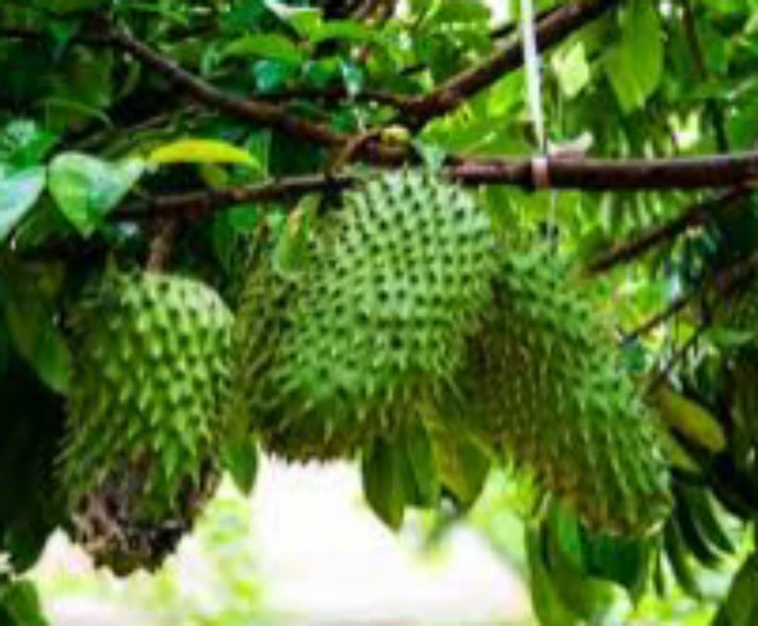Hybrid Soursop Seedlings, Food and Agriculture