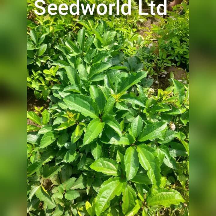 Hybrid Soursop Seedlings, Akinyele, Oyo, Food and Agriculture