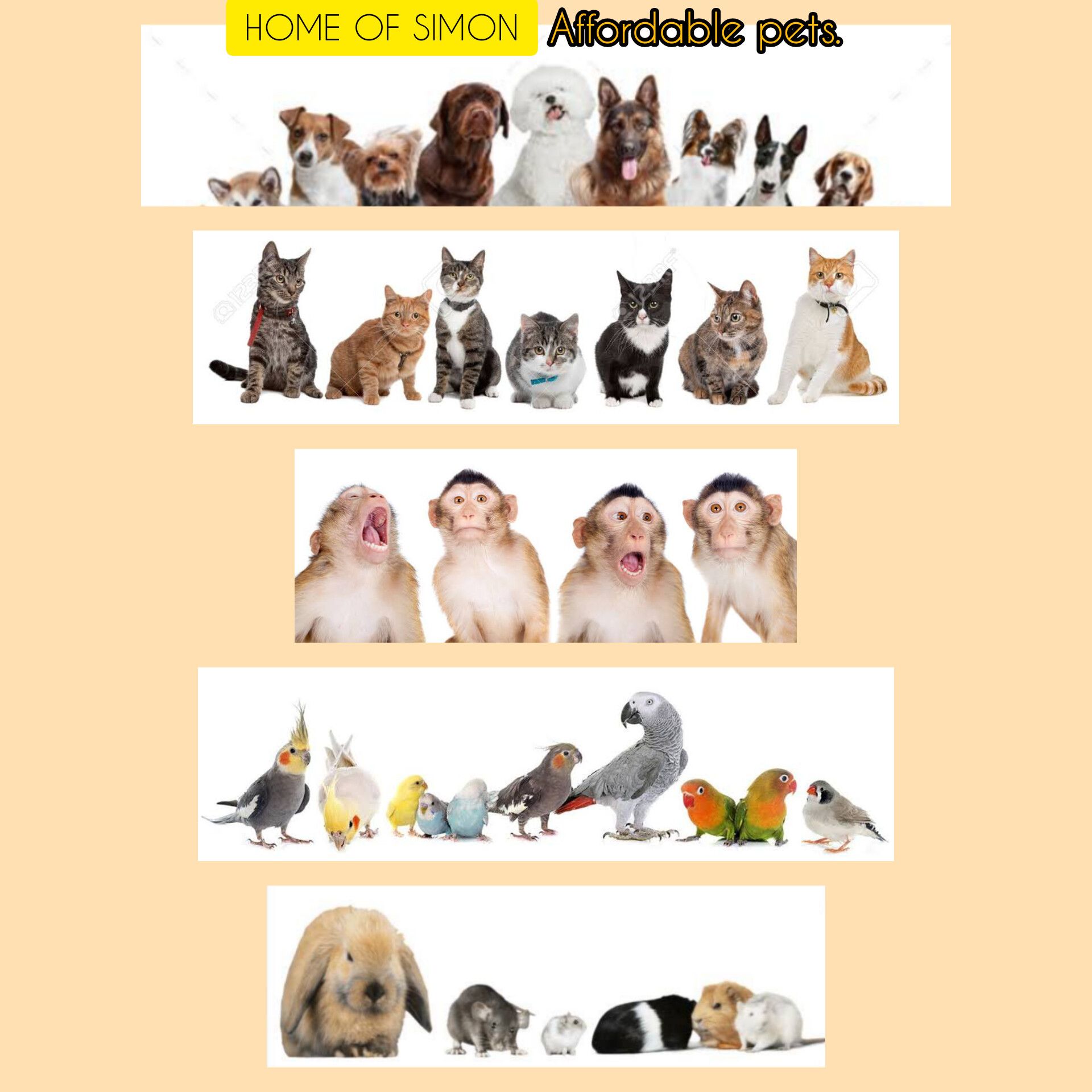 Affordable pets shop, Pets