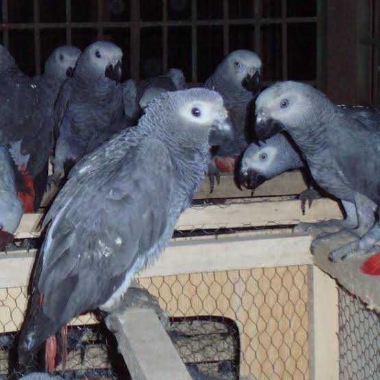African Grey Parrot, Pets