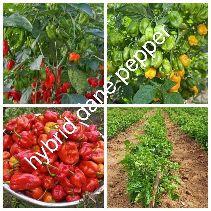 Hybrid Dane Spicy Pepper | High-Yield & Disease-Resistant, Akinyele, Oyo