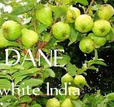 Hybrid Dwarf Jumbo Guava, Akinyele, Oyo, Food and Agriculture