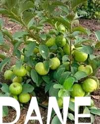 Hybrid Dwarf Jumbo Guava, Akinyele, Oyo, Food and Agriculture