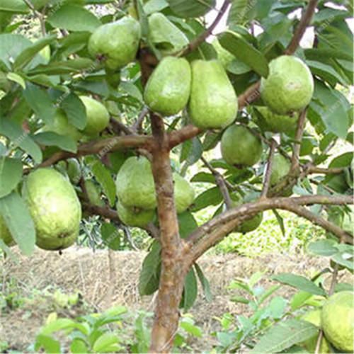 Hybrid Dwarf Jumbo Guava, Akinyele, Oyo, Food and Agriculture
