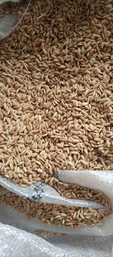 Improved Ofada Rice Seeds, Akinyele, Oyo