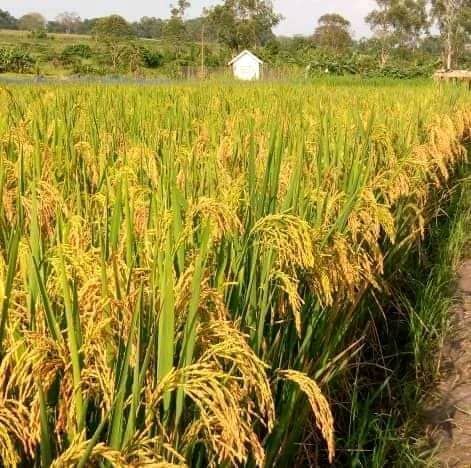 Improved Ofada Rice Seeds, Akinyele, Oyo, Food and Agriculture