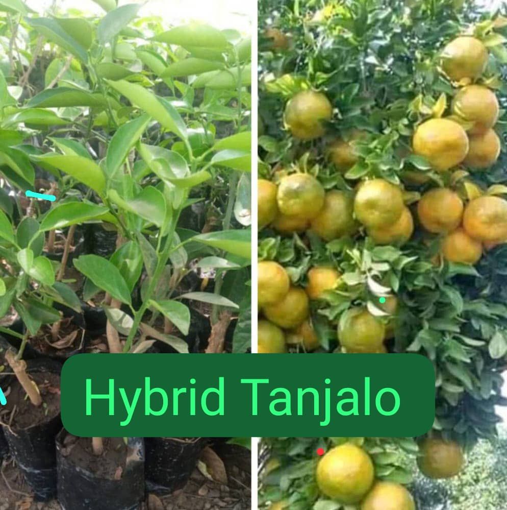 Hybrid Dwarf Tangelo | High-Yield & Disease-Resistant, Akinyele, Oyo