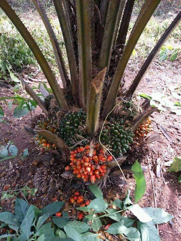 Hybrid Mini Palm Seed | Fast Maturation, Akinyele, Oyo