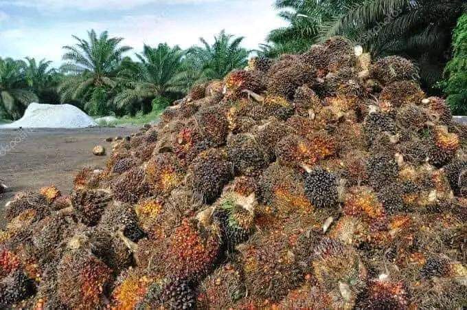 Hybrid Mini Palm Seed | Fast Maturation, Akinyele, Oyo, Food and Agriculture