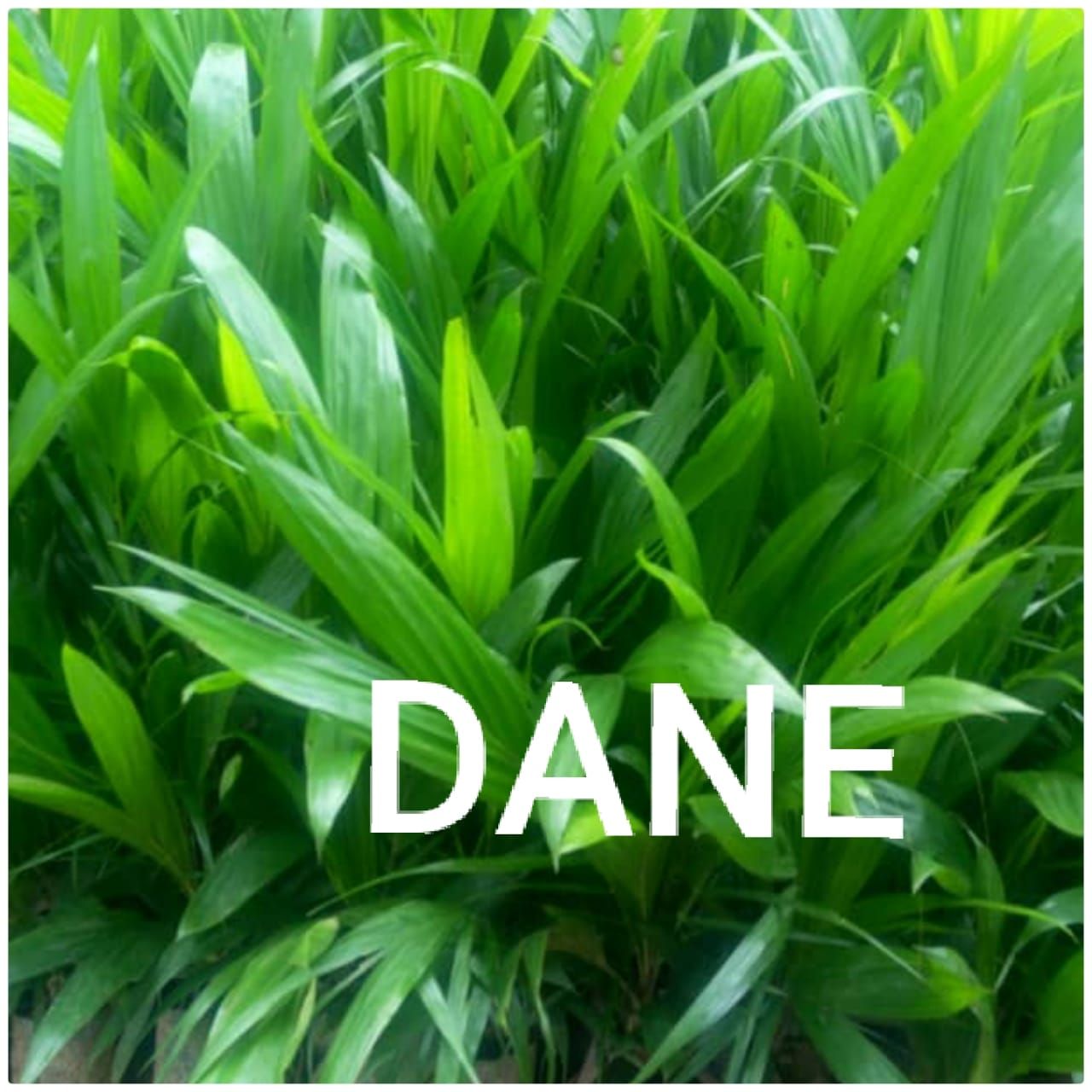 Hybrid Mini Palm Seed | Fast Maturation, Akinyele, Oyo, Food and Agriculture