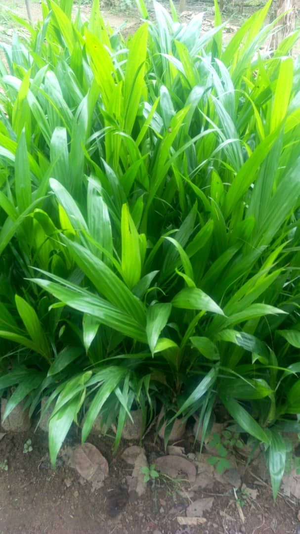 Hybrid Mini Palm Seed | Fast Maturation, Akinyele, Oyo, Food and Agriculture