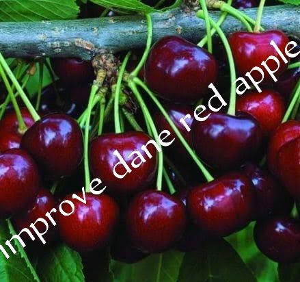 Improved Variety Hybrid Apple Tree | High Yield, Ibadan, Oyo