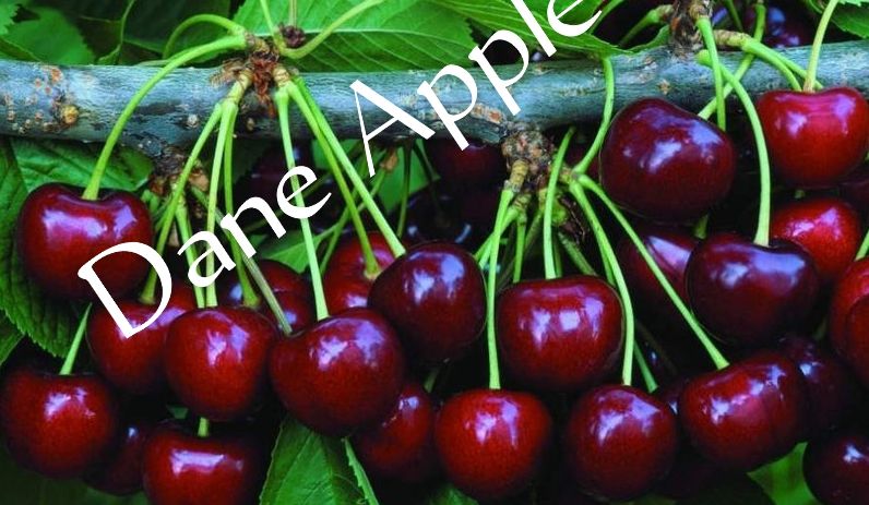 Improved Variety Hybrid Apple Tree | High Yield, Ibadan, Oyo, Food and Agriculture