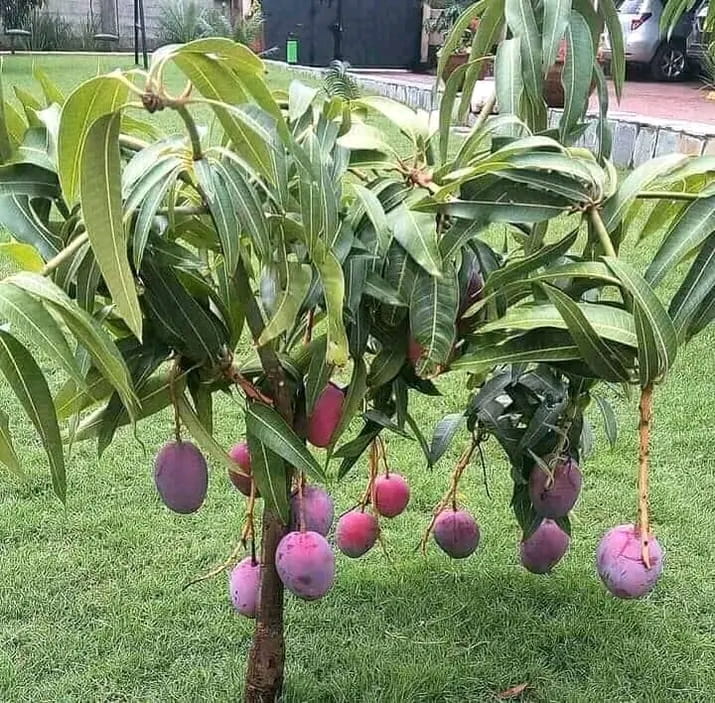 Grafted Hybrid Dwarf Mango Seedling, Kaduna North, Kaduna - Image 1