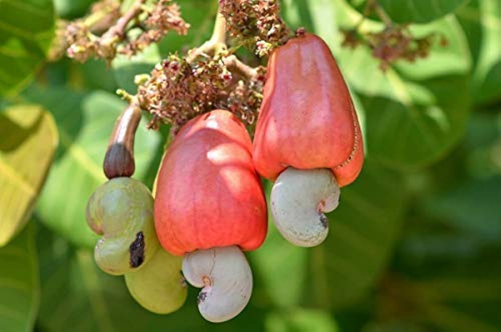 Hybrid Cashew Plant Seeds, Akinyele, Oyo - Image 1
