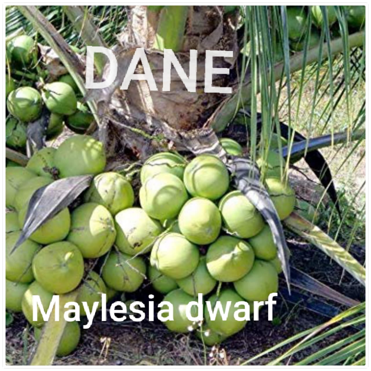 High-Yield Hybrid Malaysian Dwarf Coconut Seedlings, Akinyele, Oyo - Image 1