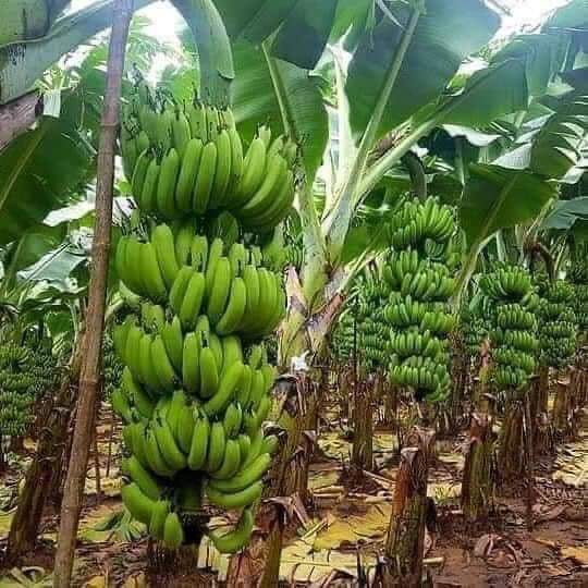 Hybrid Dwarf Banana Plant, Akinyele, Oyo - Image 1