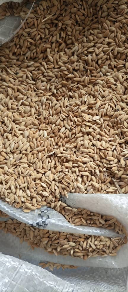 Improved Ofada Rice Seeds, Akinyele, Oyo - Image 1