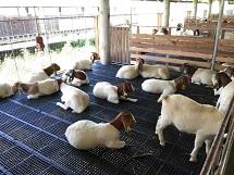 Boer goats for sale three months old 