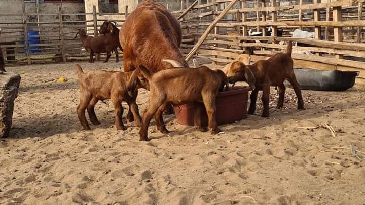 Red Kalahari goats pure breeds available