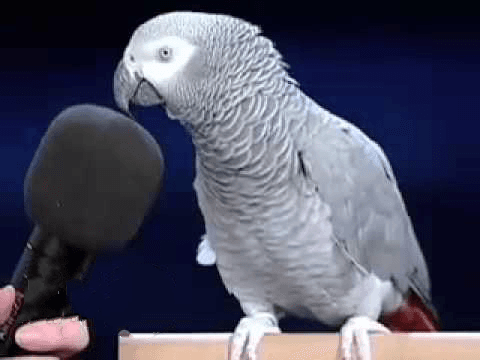 African Grey Parrot for sale 