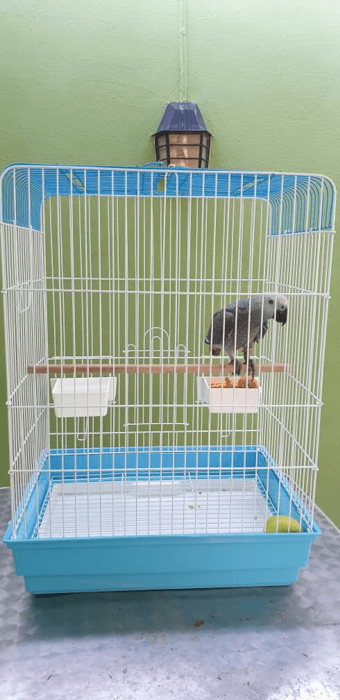parrot cage for parrots