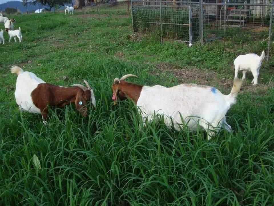 Boer goats pure breeds