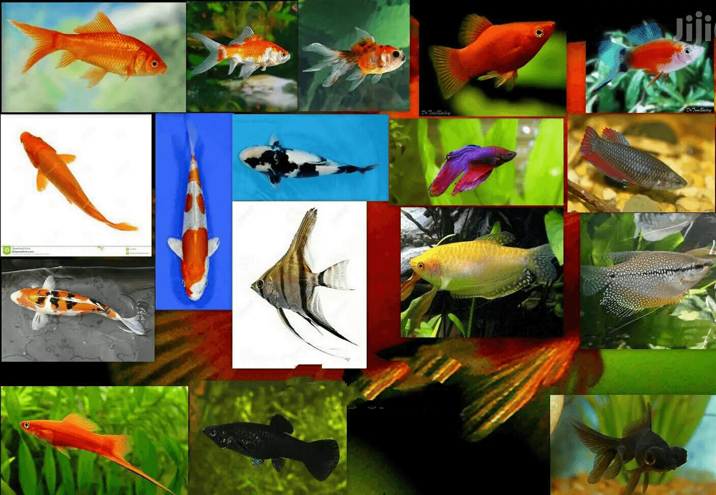  Aquarium Fish (Varieties)