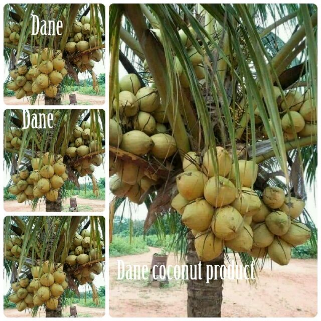 Brazilian hybrid dwarf coconut