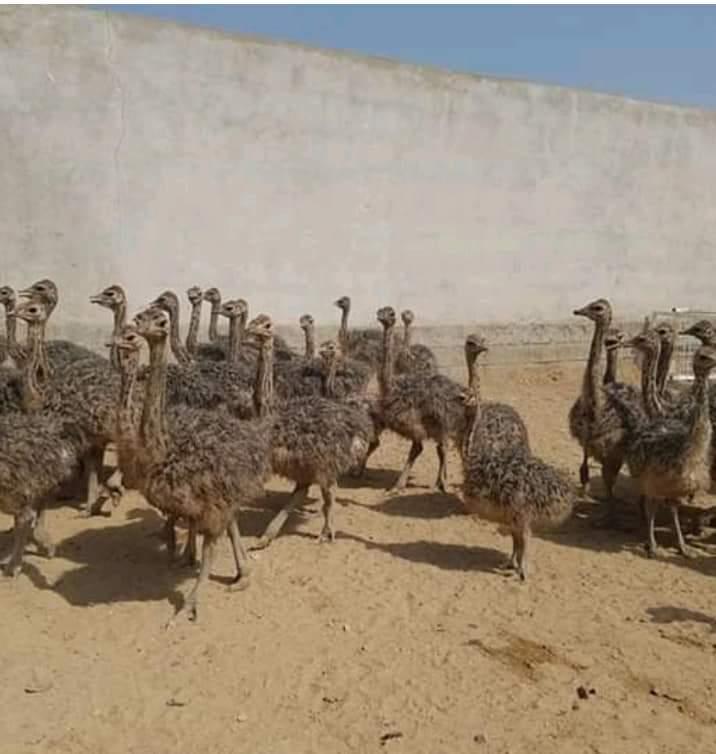 Ostrich Poultry Farming