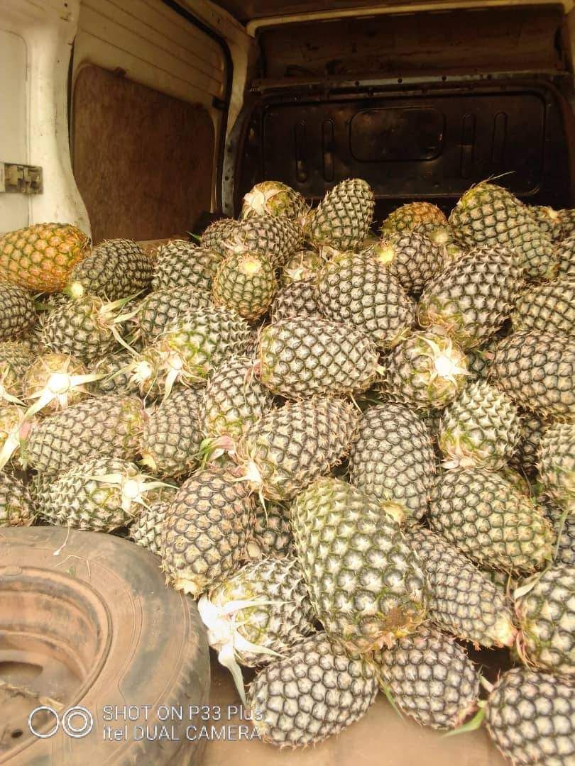 Hybrid pineapple suckers