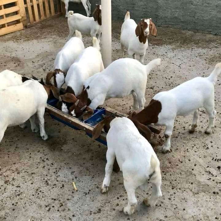 4months old South Africa Boer goat