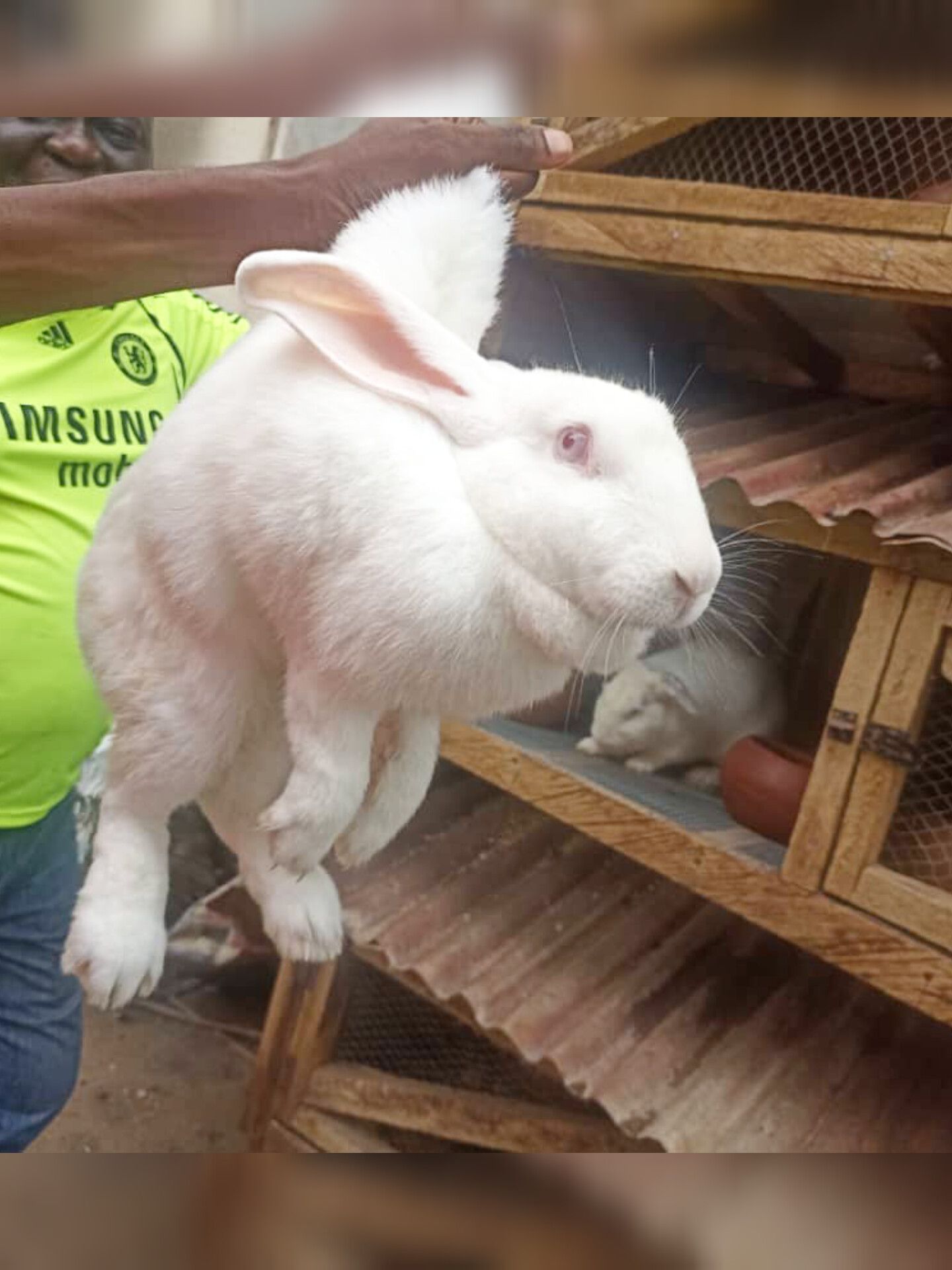 Flemish Giant Rabbit for sale