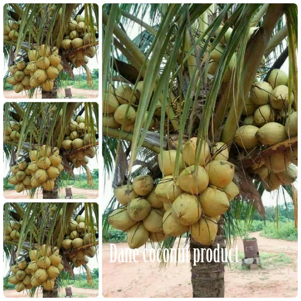 Brazilian Hybrid Dwarf Coconut